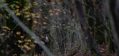 capture_de_chevreuils_2019