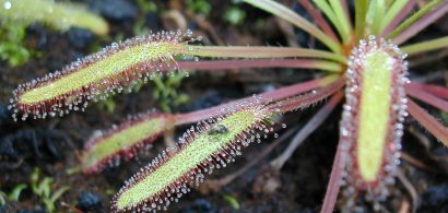 Drosera