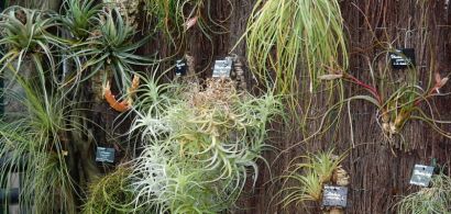 Jardin botanique