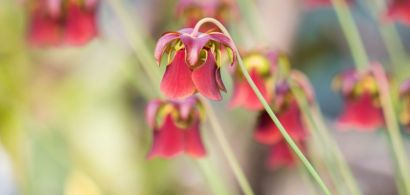 Des fleurs en gros plan