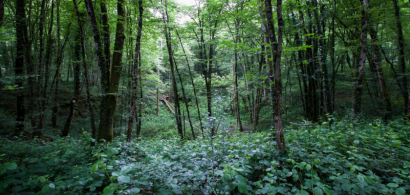 Forêt
