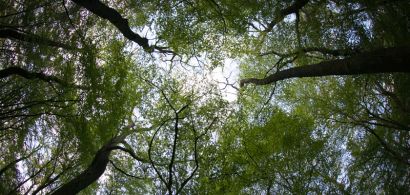 Forêt en contre-plongée