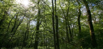Photo d'une forêt