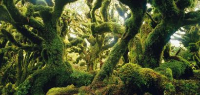 Panneau de l'exposition présentant une forêt