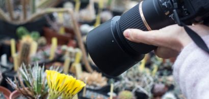 photo de plantes