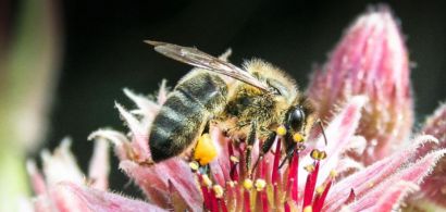 Une abeille butinant une fleur