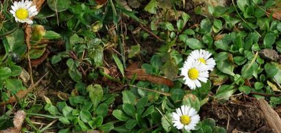 inventaire-fac_fleurs-de-printemps