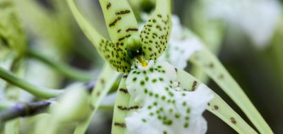 Orchidée