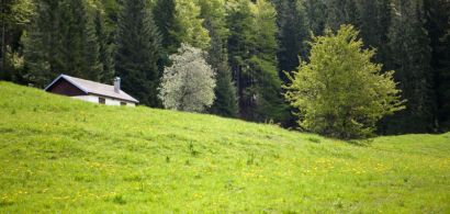 Clairière dans le Jura