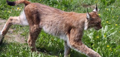 Lynx boréal d'un zoo suédois
