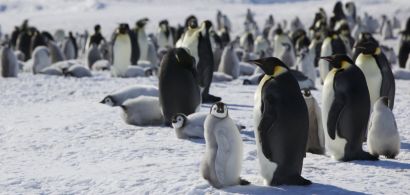 Manchots empereurs dans l'Antarctique