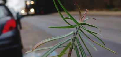 biodiversité des ville