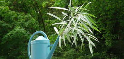Une plante dans un arrosoir