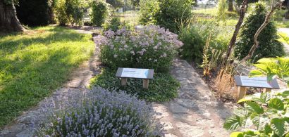 Plantes médicinales du Jardin botanique
