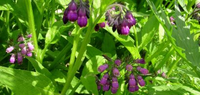 plantes comestibles