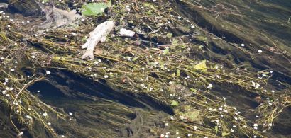 Pollution du Doubs