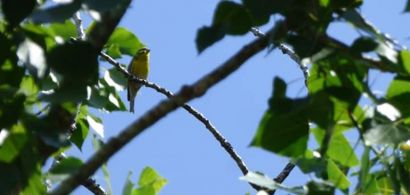 sortie_chants_doiseaux