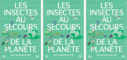 planisphère et insectes