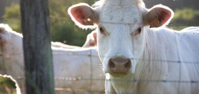 Vaches dans un pré