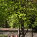 Trois jeunes filles assises sur un muret sous un arbre.