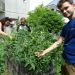 Les étudiants jardinent près des plans de tomates