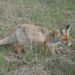 Photo d'un renard prise dans la zone de Tchernobyl