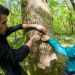 Un jeune homme entaille l'écorce d'un arbre avec un couteau suisse. Une jeune fille tient sa main en coupe en dessous pour recueillir les morceaux.
