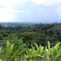 Forêt guyanaise