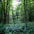 Forêt