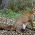 Renard